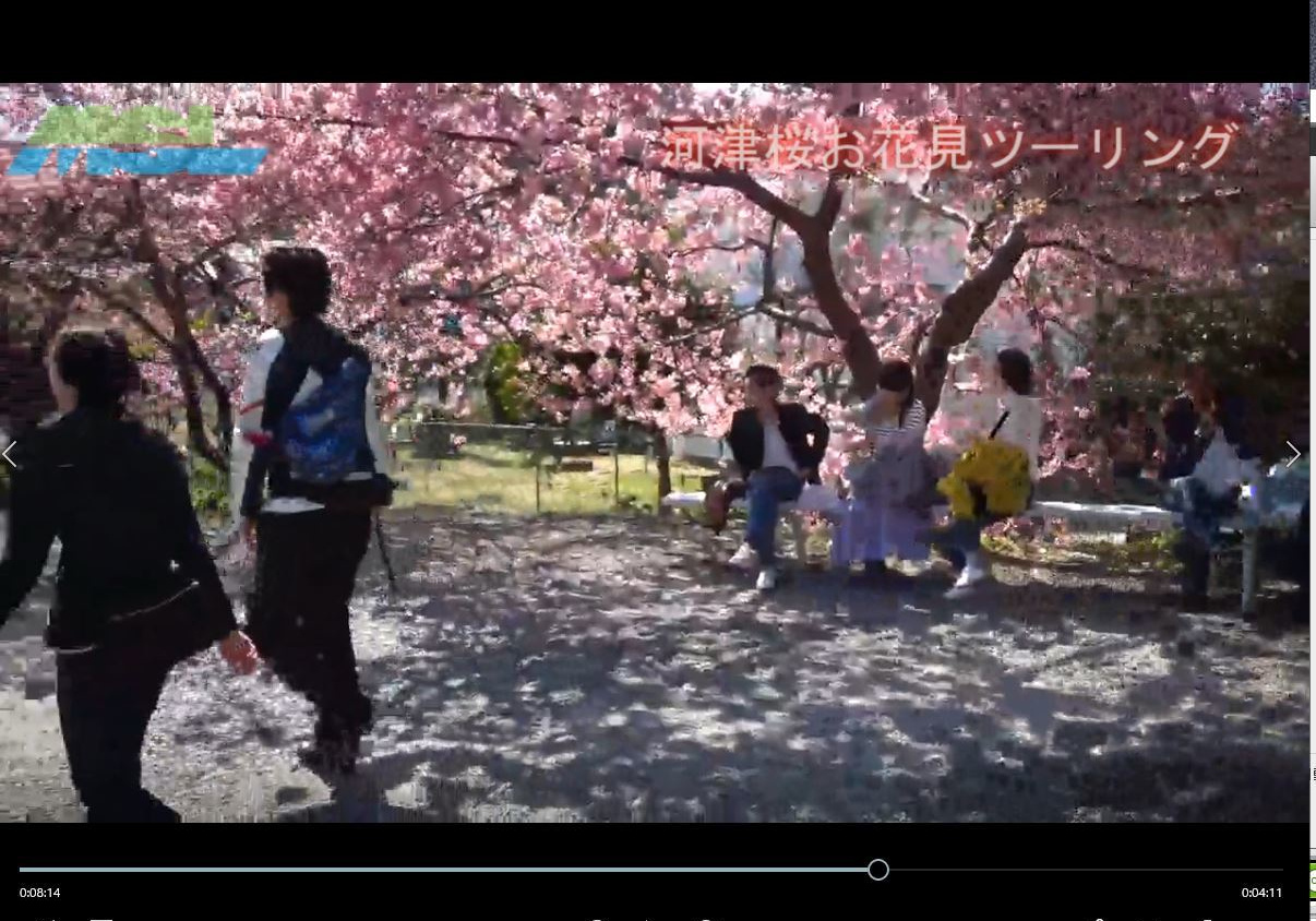 ツーリングで桜見